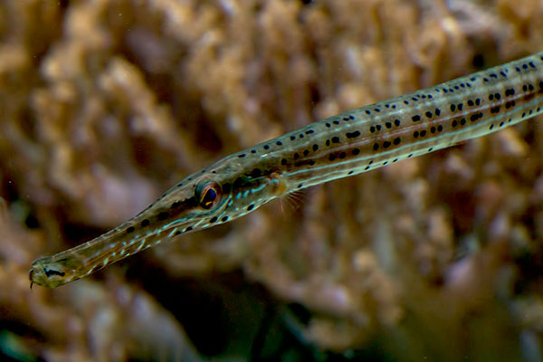 Trompetenfisch Aulostomus maculatus
