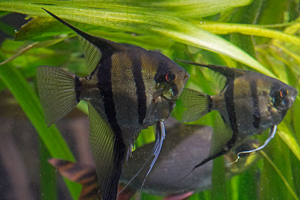 Segelflosser Pterophyllum scalare