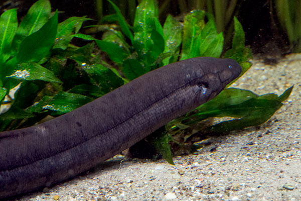 S�damerikanischer Lungenfisch