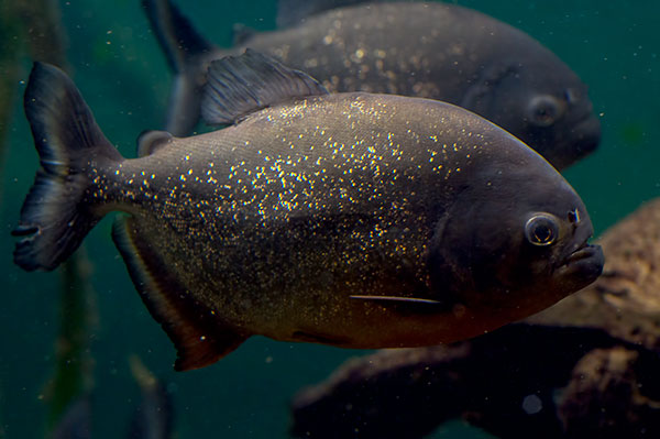 Roter Piranha Pygocentrus nattereri