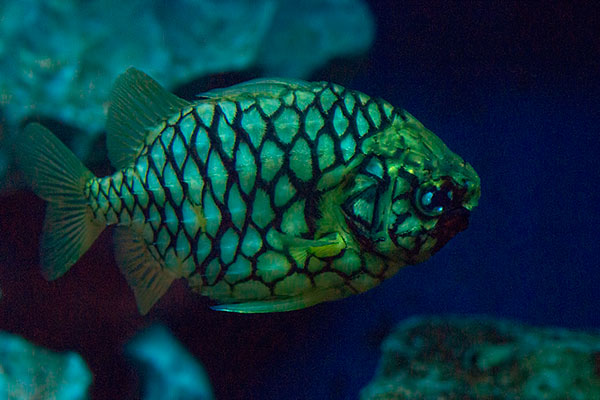 Australischer Tannenzapfenfisch