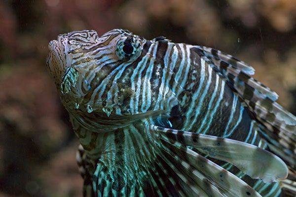 Pazifischer Rotfeuerfisch Pterois volitans
