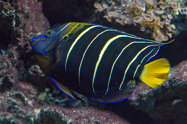 Gelbschwanz-Kaiserfsch Pomacanthus chrysurus