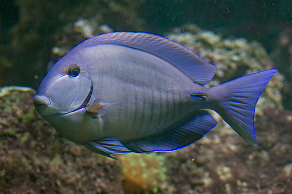 Bahia-Doktorfisch Acanthurus bahianus