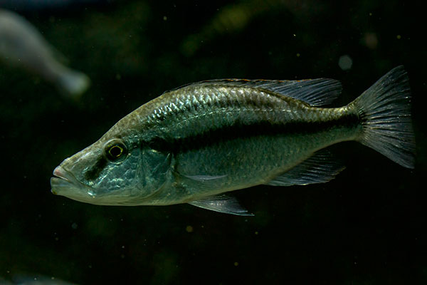 Messerbuntbarsch Dimidiochromis compressiceps