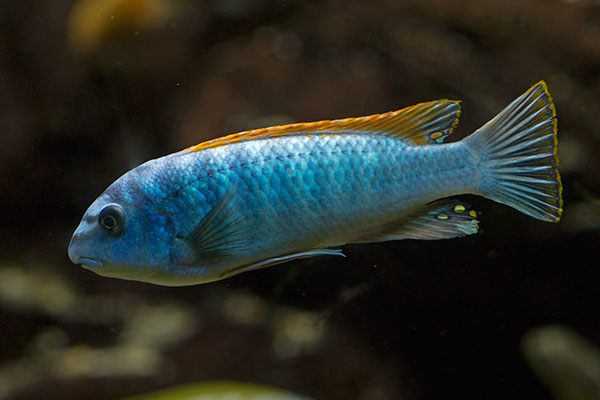 Gestreckter Schabemund-Buntbarsch