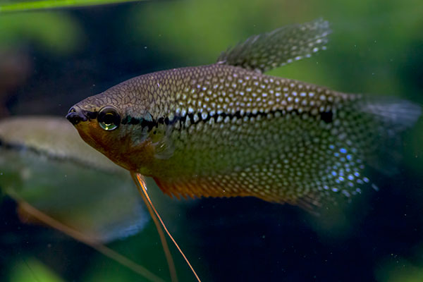Mosaikfadenfisch Trichogaster leeri