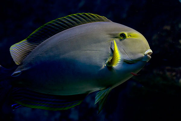 Gelbflossen-Doktorfisch Acanthurus xanthopterus