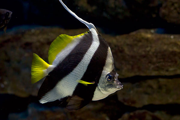 Gemeiner Wimpelfisch Heniochus acuminatus