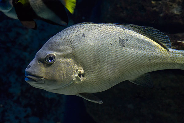 Riesen-S��lippe Plectorhinchus obscurus