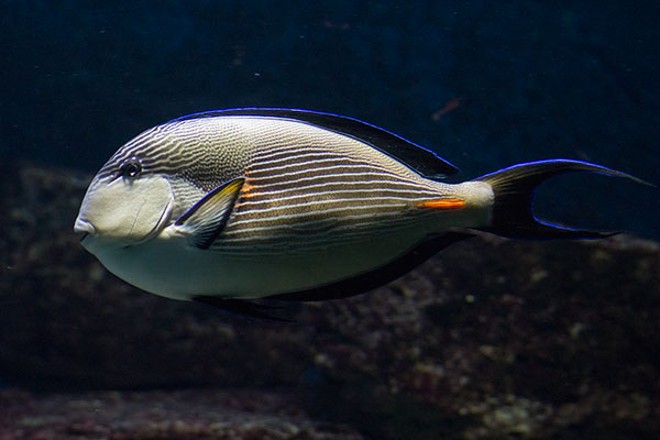 Rotmeer-Doktorfisch Acanthurus sohal