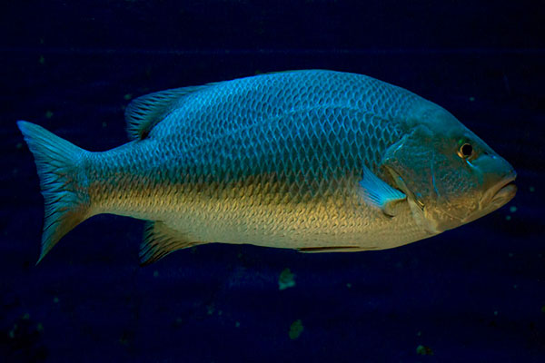 Kupferschnapper Lutjanus argentimaculatus