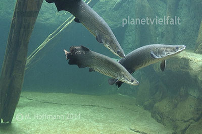 Video Arapaima Gondwanaland