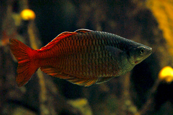 Boesemans Regenbogenfisch