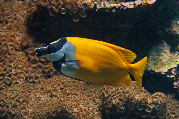 Fuchsgesicht Lo vulpinus