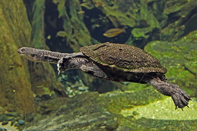 Schlangenhalsschildkr�te