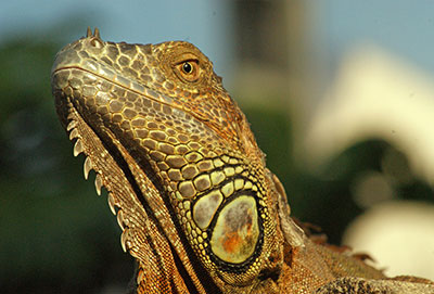 Gr�ner Leguan Iguana iguana