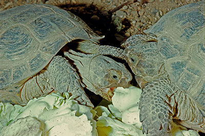 Vierzehenschildkr�te Agrionemis horsfieldi