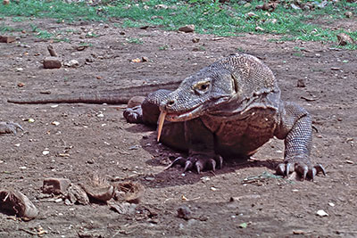 Komodowaran Varanus komodoensis