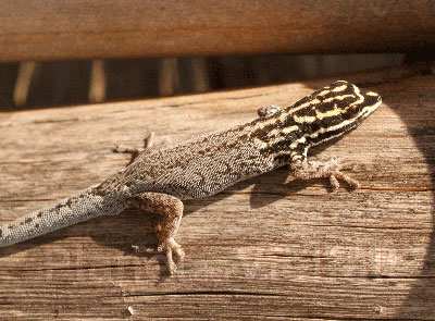 Zwerggecko Lygodactylus spec.