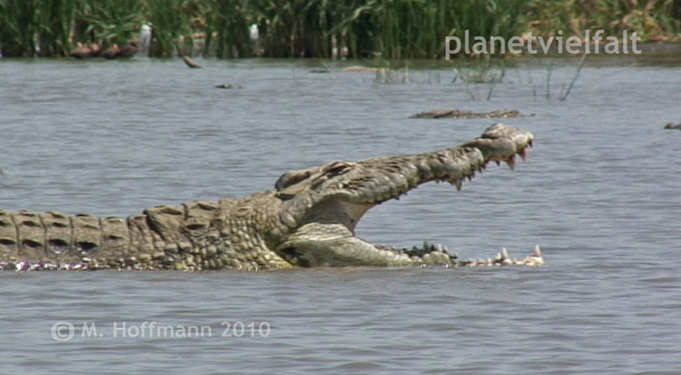 Nilkrokodil im Chamo-See