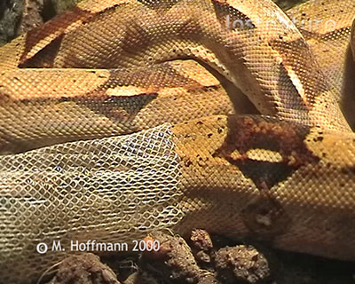 H�utung Boa constrictor im Terrarium
