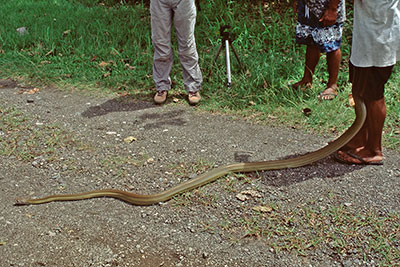 Papuapython UNITEC Lae