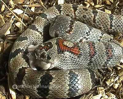 K�nigsnatter Lampropeltis frisst Maus