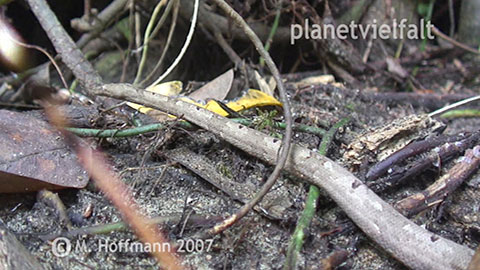 Rautenpython am Mount-Cyclop, West-Papua, Indonesien