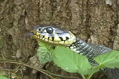 Ringelnatter im Ratsholz Leipzig