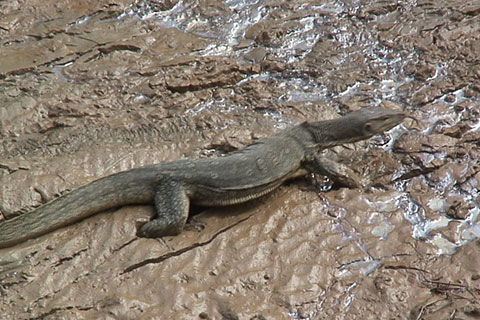 Bindenwaran am Kinabatangan-Fluss, Borneo